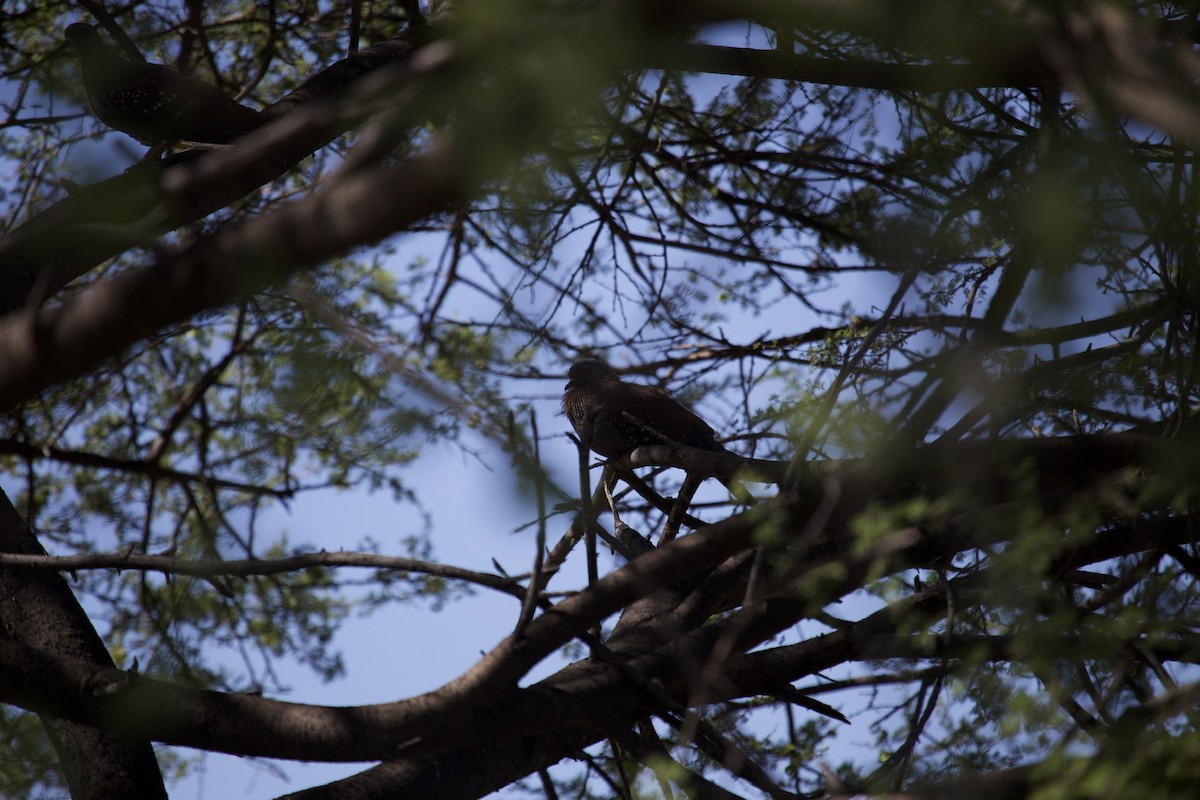 Speckled Pigeon - ML620444789