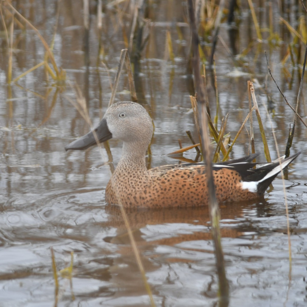 Red Shoveler - ML620444795