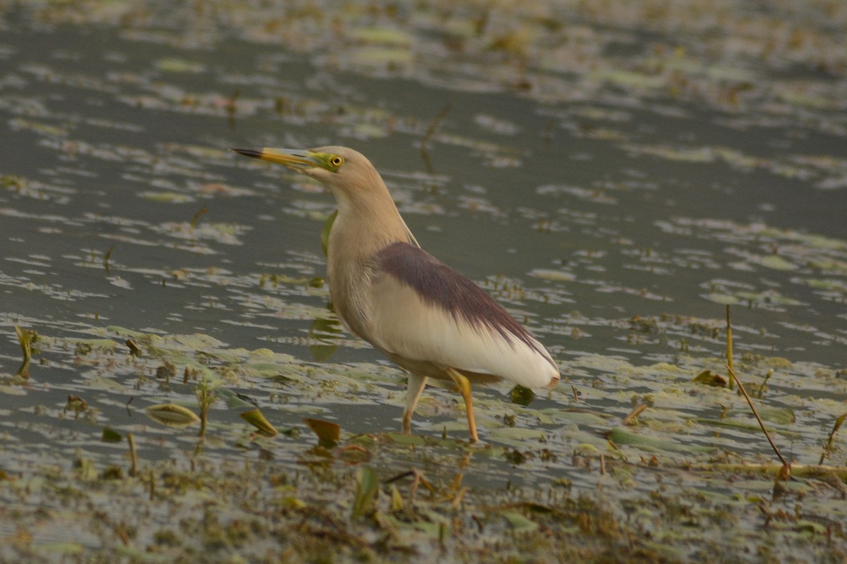 Indian Pond-Heron - ML620444796