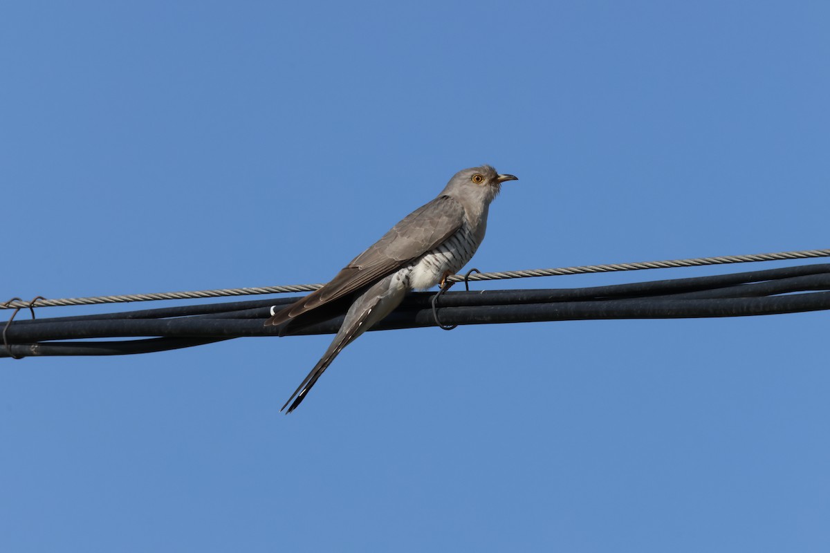 Common Cuckoo - ML620444803