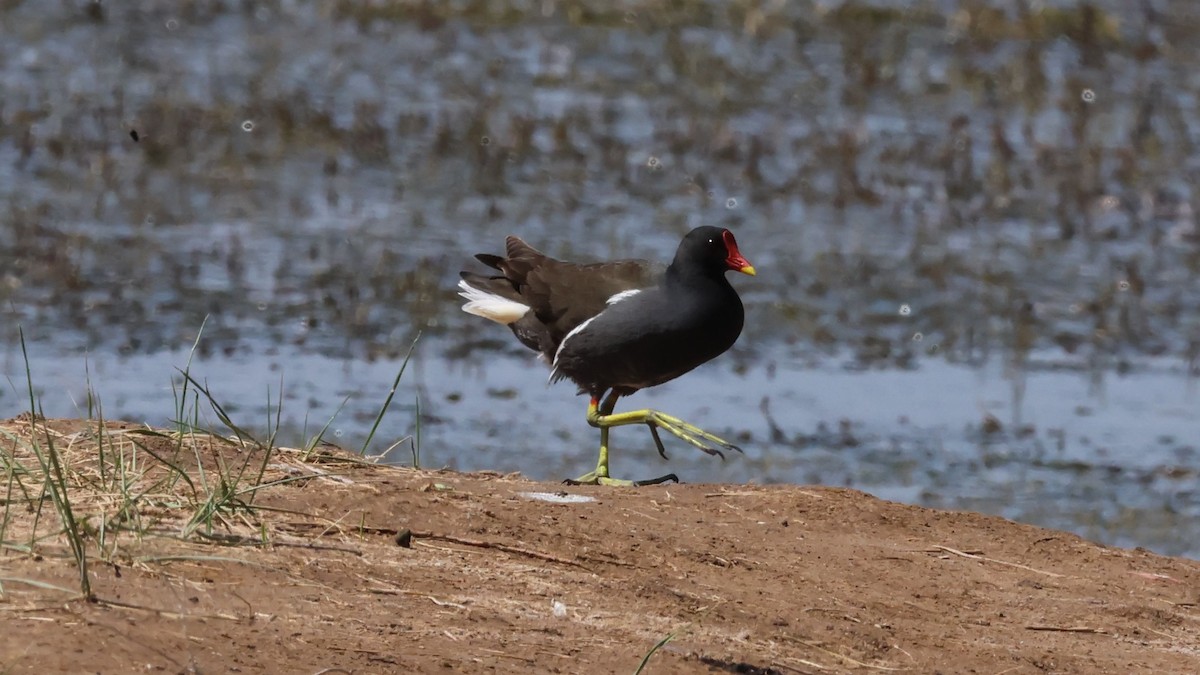 Eurasian Moorhen - ML620444807