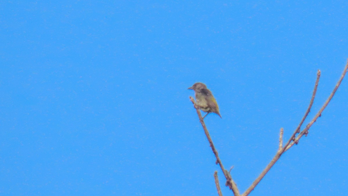 Pygmy Flowerpecker - ML620444818