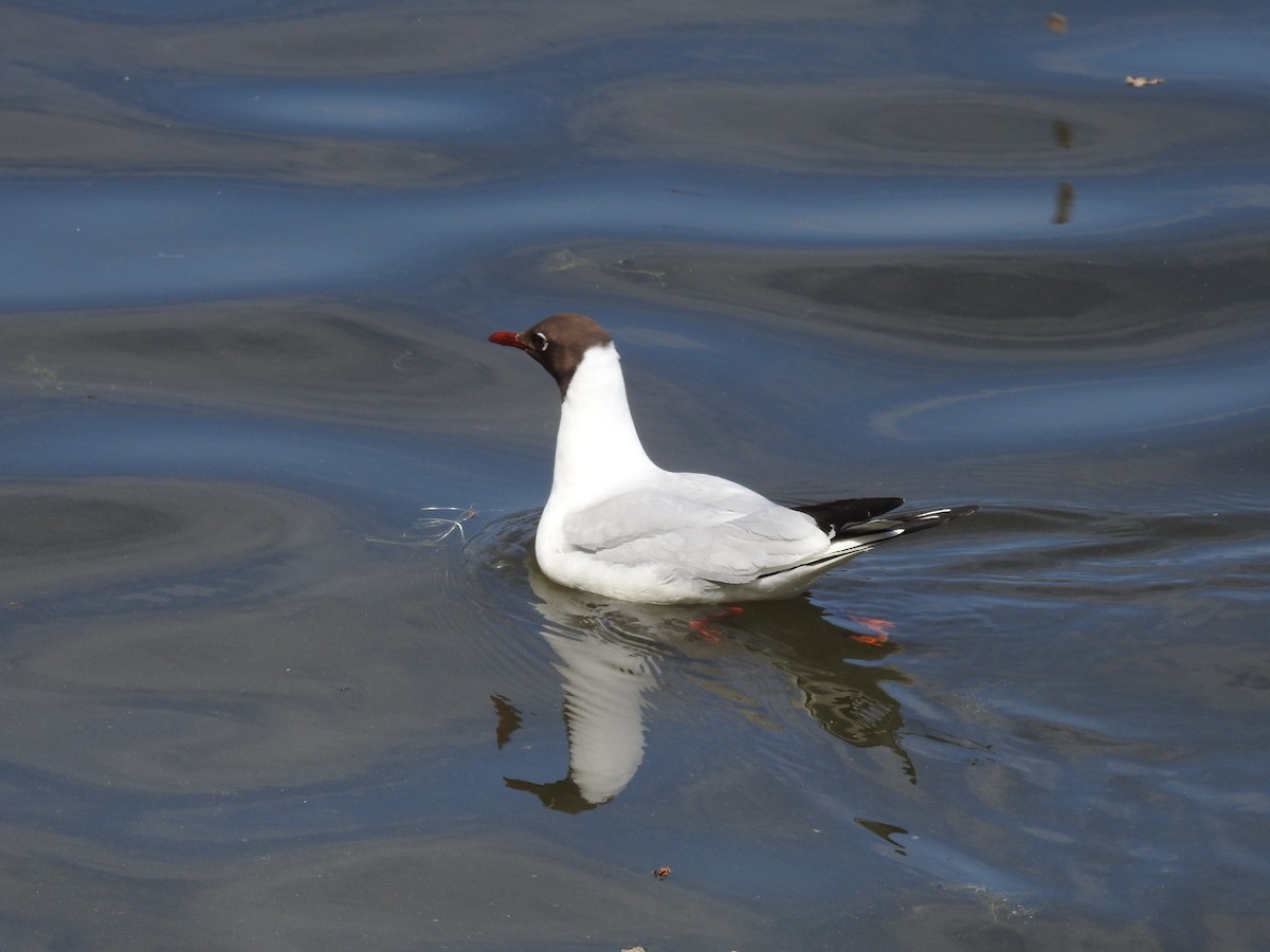 Mouette rieuse - ML620444826