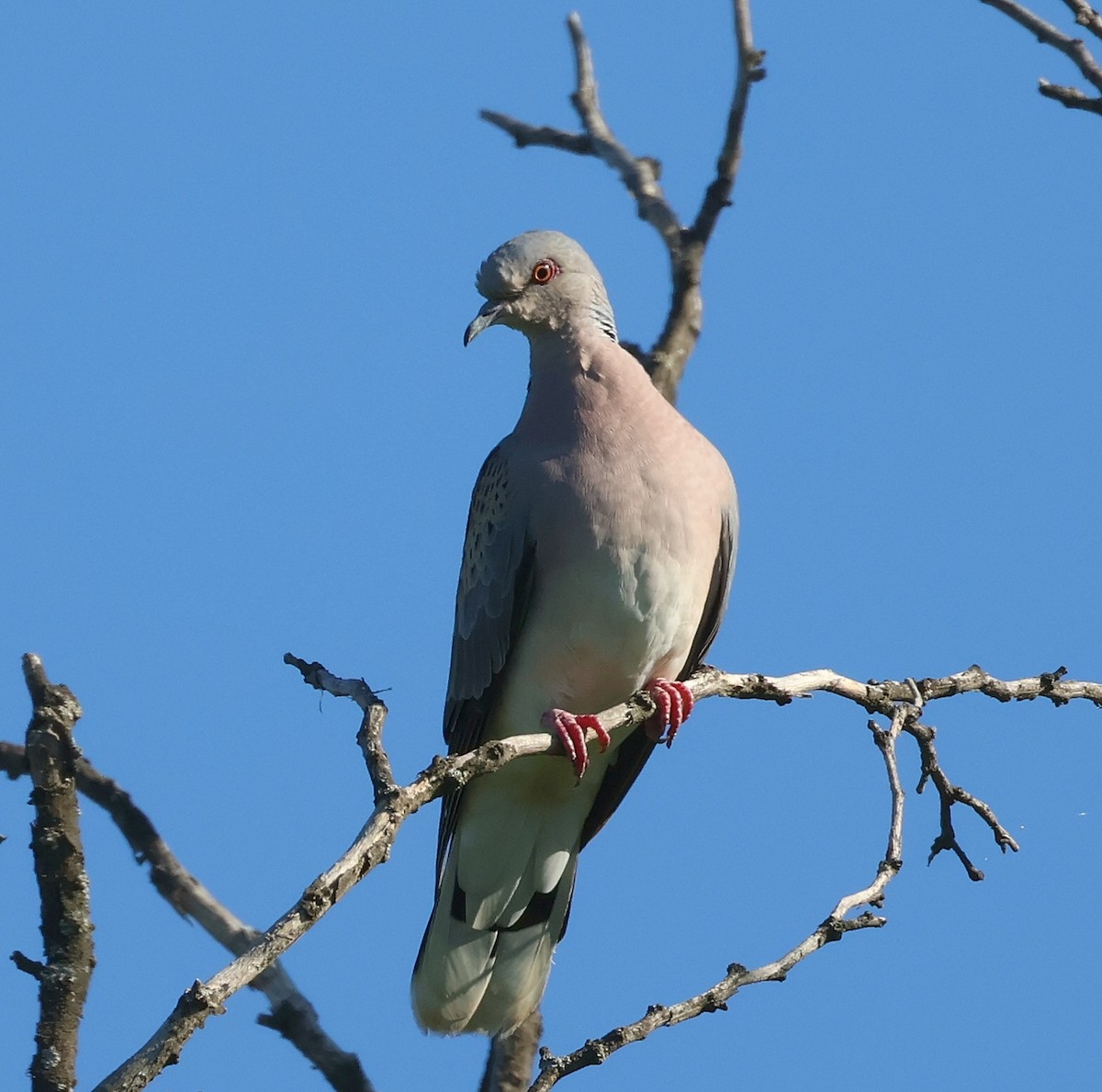 European Turtle-Dove - Mileta Čeković