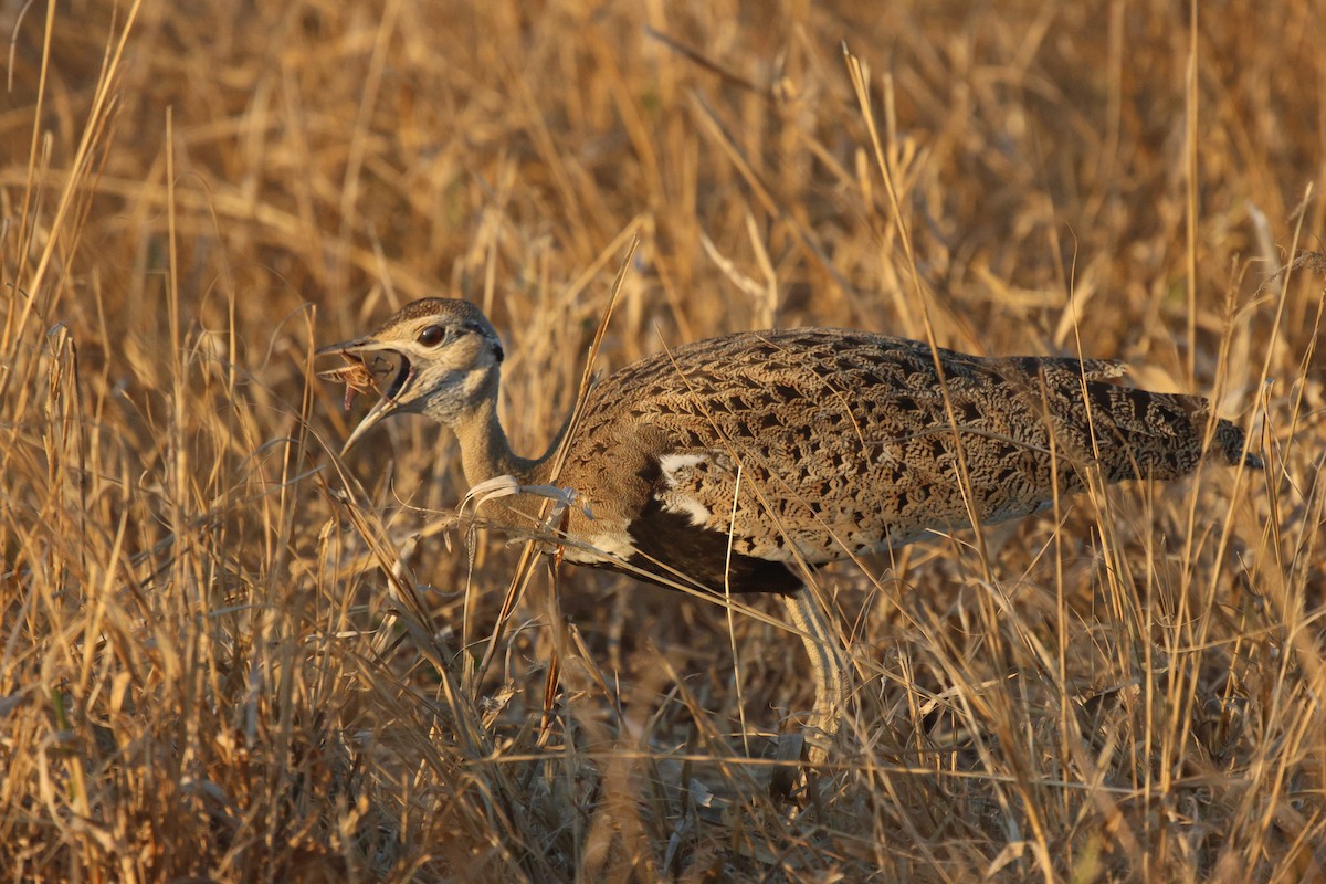 Black-bellied Bustard - ML620444831