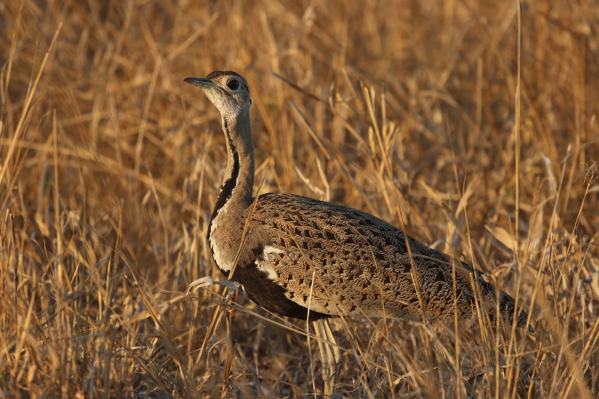 Black-bellied Bustard - ML620444832