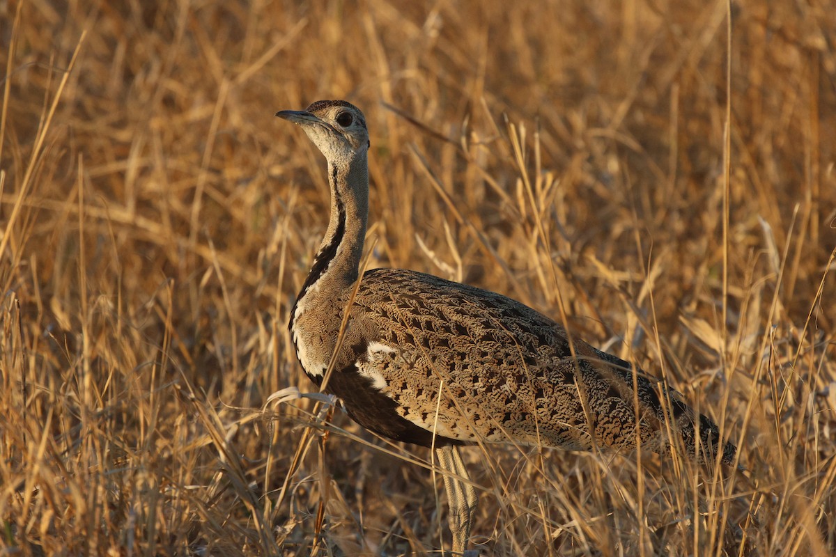 Black-bellied Bustard - ML620444833