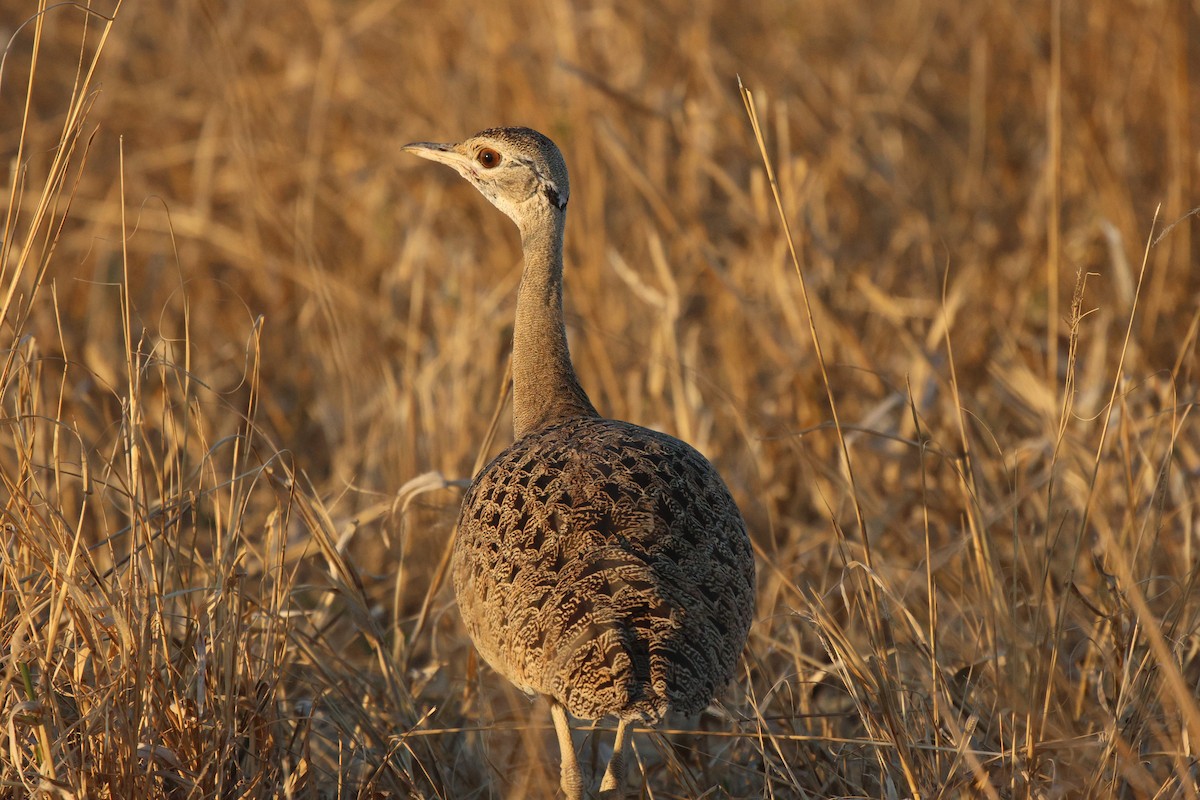 Black-bellied Bustard - ML620444835