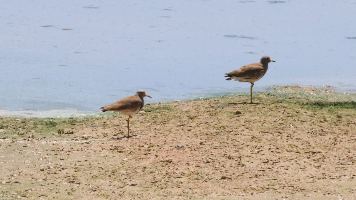 Gray-headed Lapwing - ML620444837