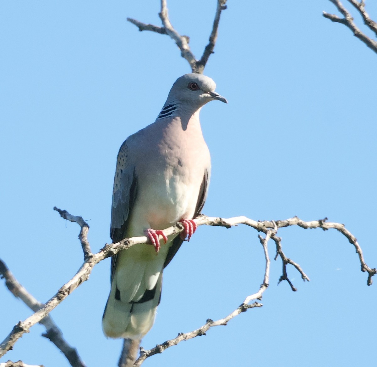 European Turtle-Dove - Mileta Čeković