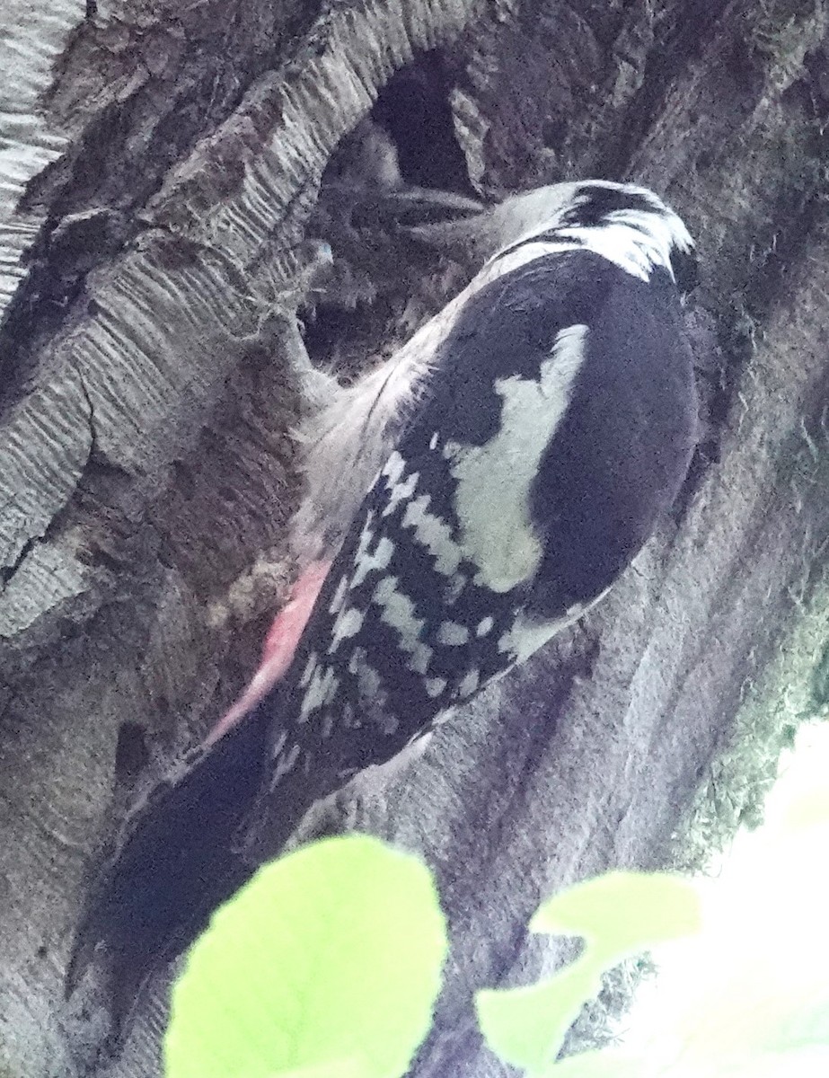 Middle Spotted Woodpecker - ML620444840