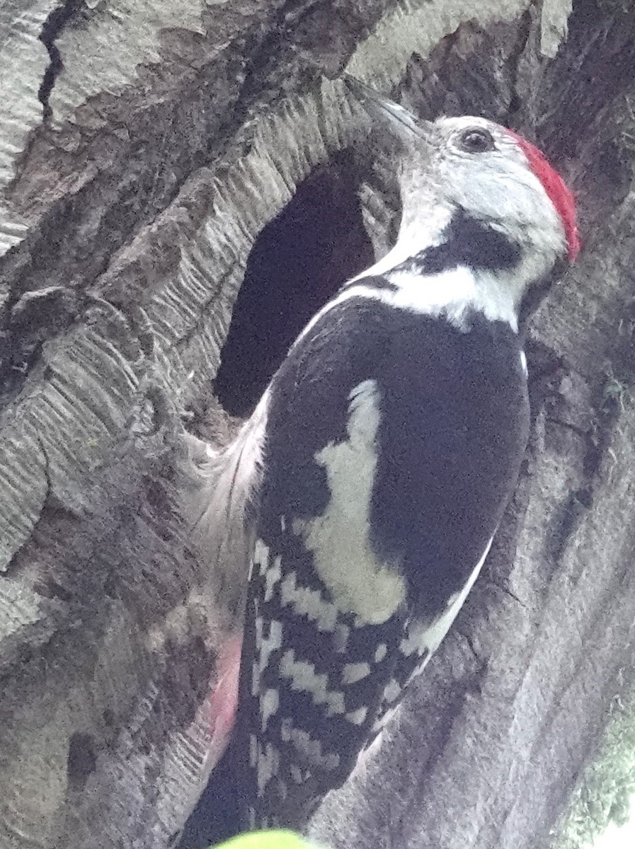 Middle Spotted Woodpecker - ML620444841