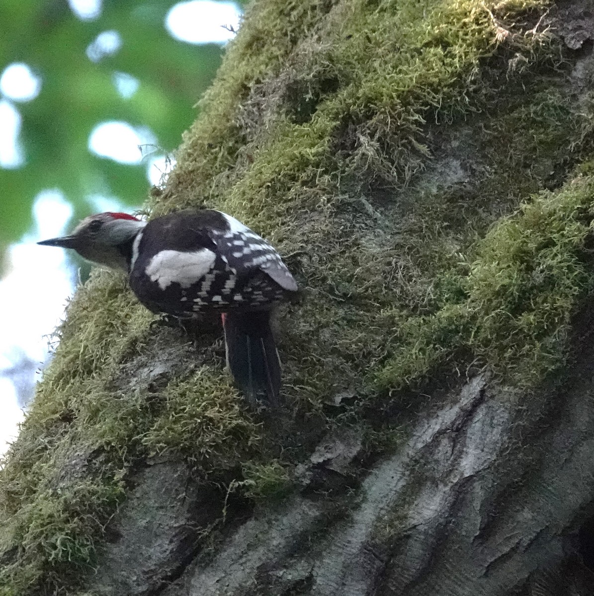 Middle Spotted Woodpecker - ML620444843