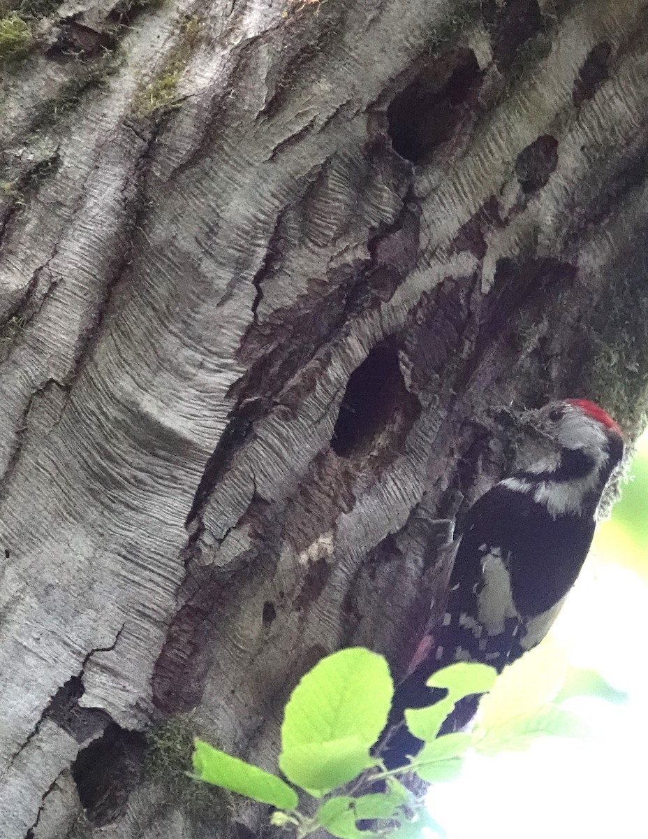 Middle Spotted Woodpecker - ML620444844