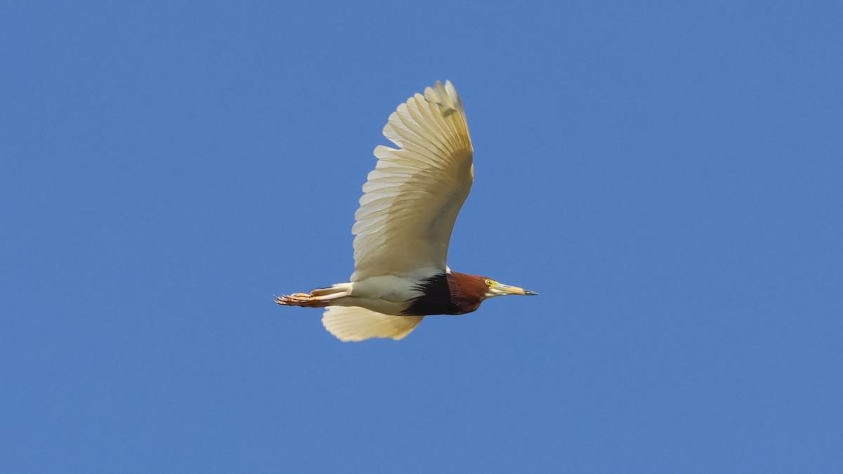 Chinese Pond-Heron - ML620444847