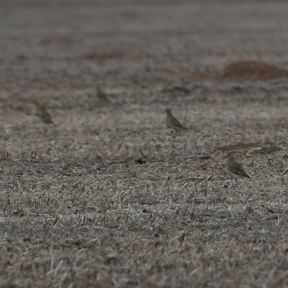 Tawny-throated Dotterel - ML620444850