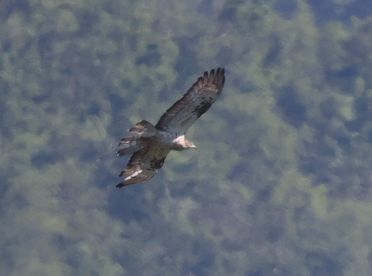 European Honey-buzzard - ML620444852