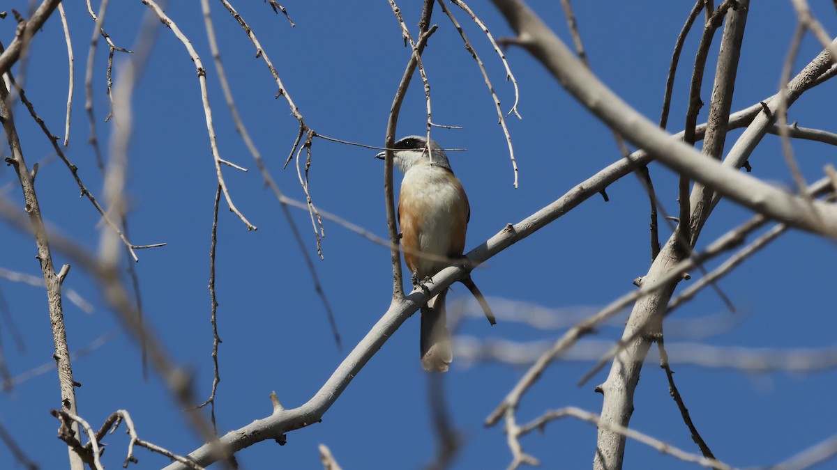 Gray-backed Shrike - ML620444856