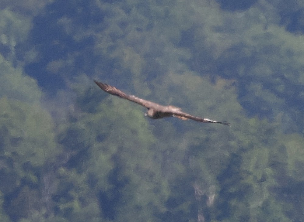 European Honey-buzzard - ML620444858