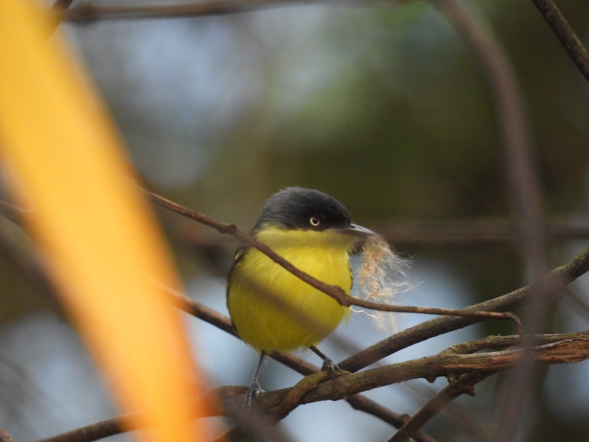 Common Tody-Flycatcher - ML620444859