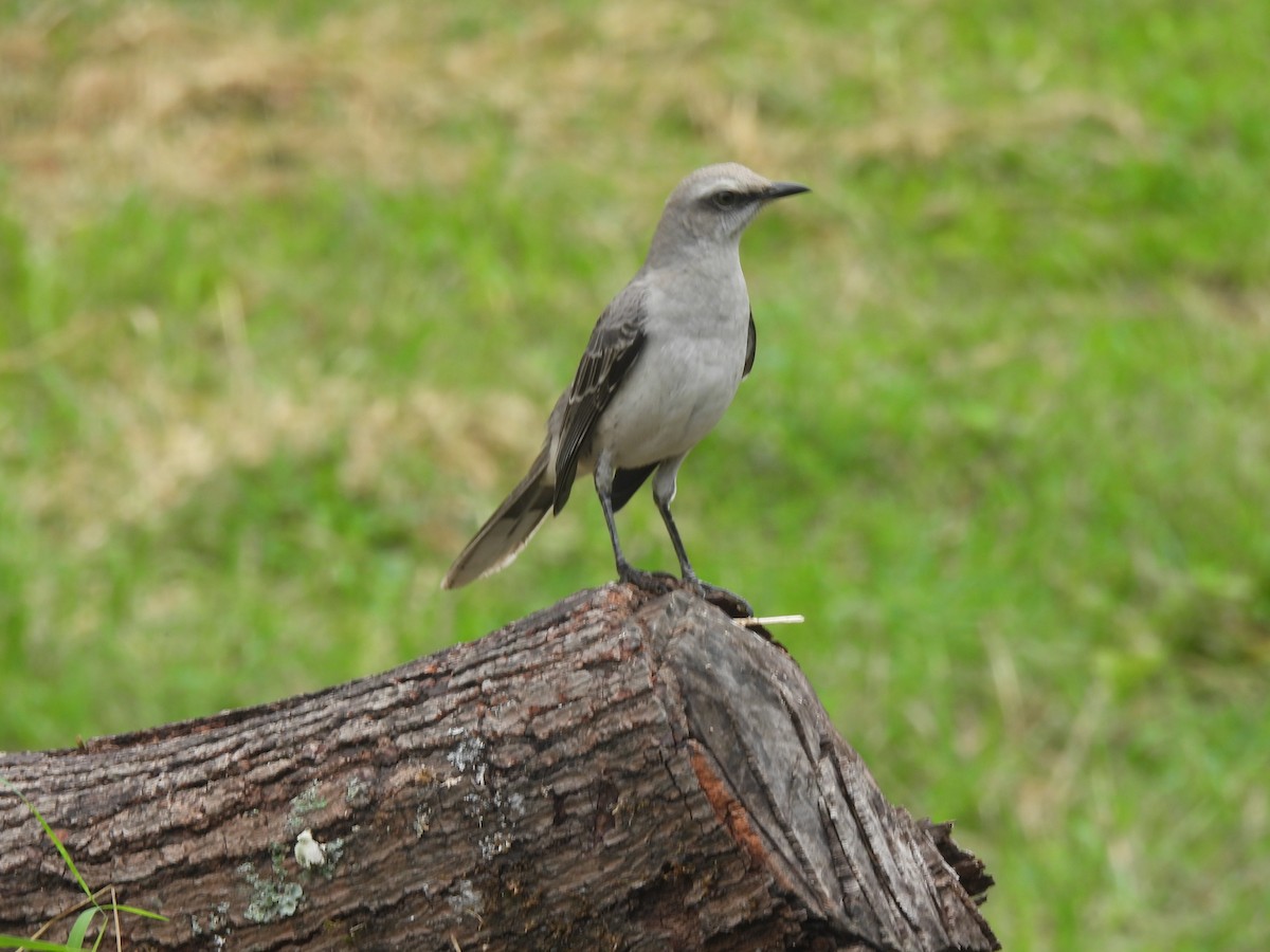 Tropical Mockingbird - ML620444871