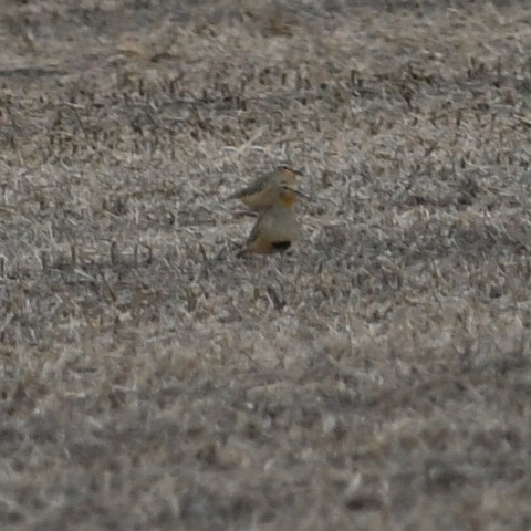 Tawny-throated Dotterel - ML620444874