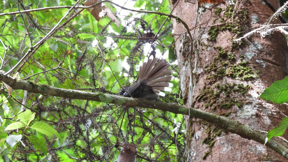 White-throated Fantail - ML620444887