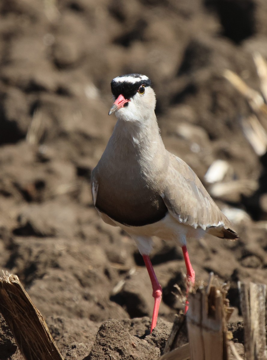 Crowned Lapwing - ML620444891