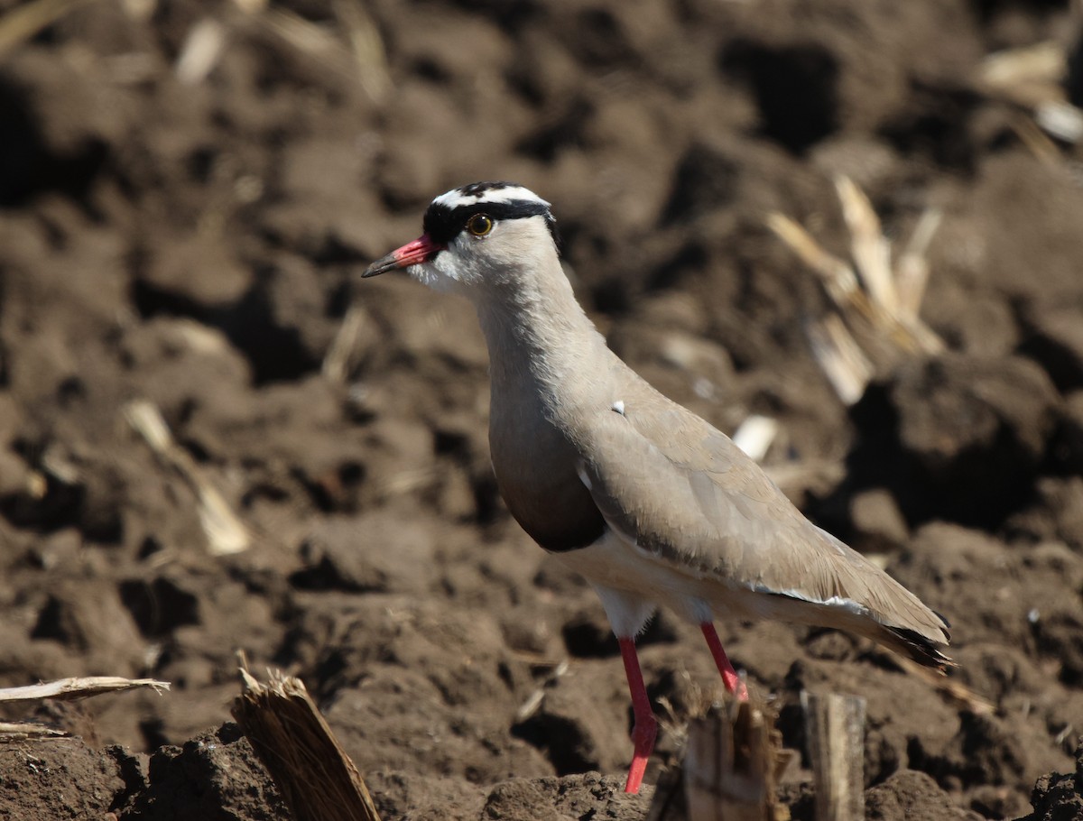 Crowned Lapwing - ML620444892