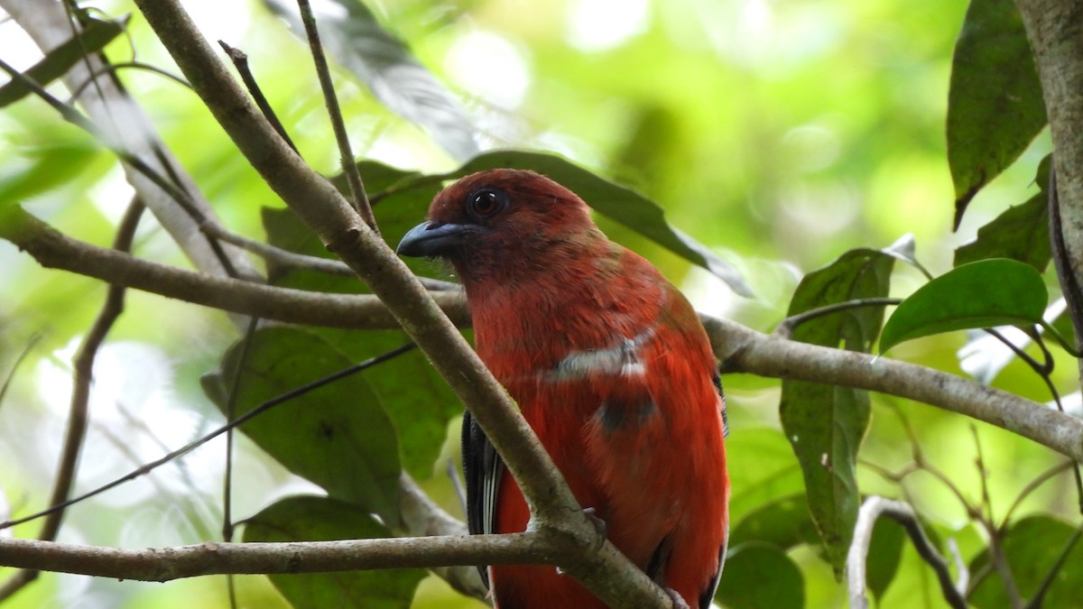 Trogon à tête rouge - ML620444894