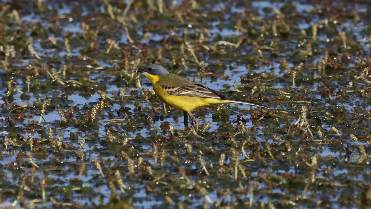 Eastern Yellow Wagtail - ML620444895