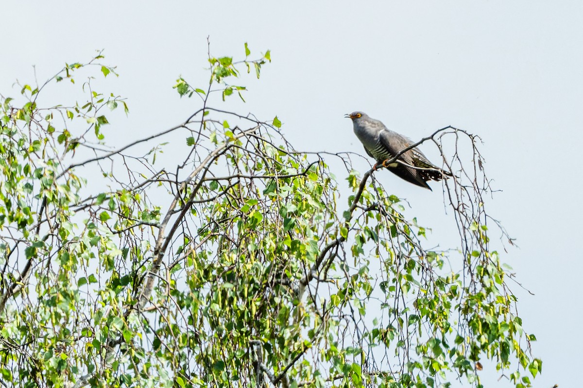 Common Cuckoo - ML620444896