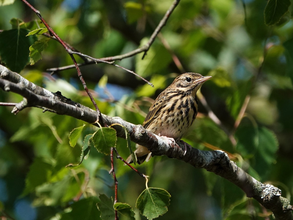 Tree Pipit - Thomas Gibson