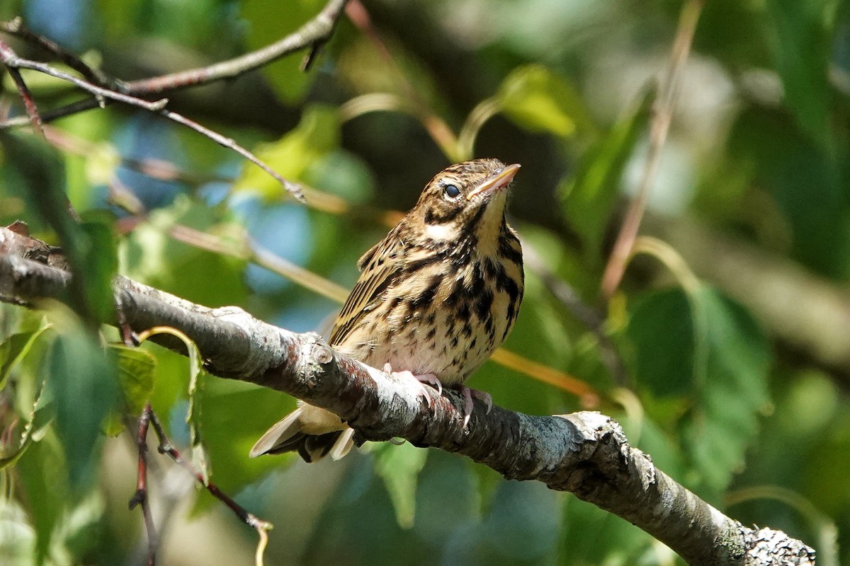 Tree Pipit - ML620444903