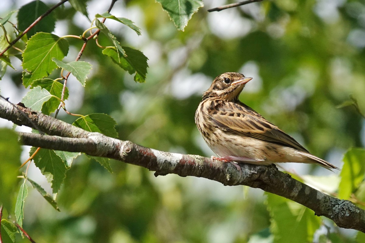 Tree Pipit - ML620444904