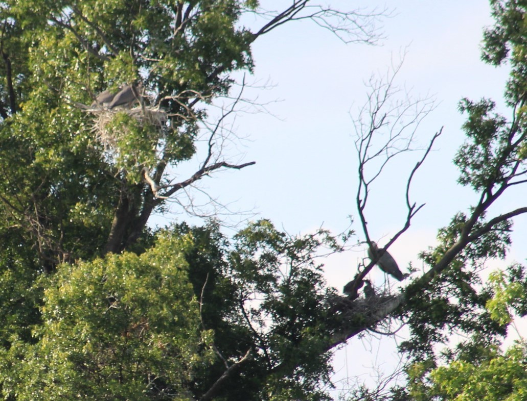 Great Blue Heron - Deborah  Hansen