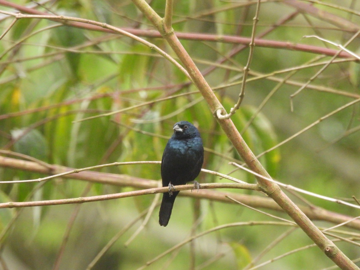 Jacarini noir - ML620444908