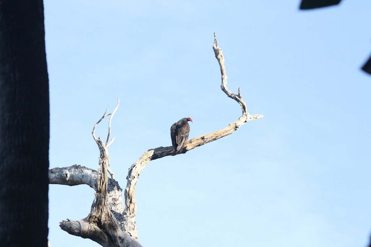 Turkey Vulture - ML620444909