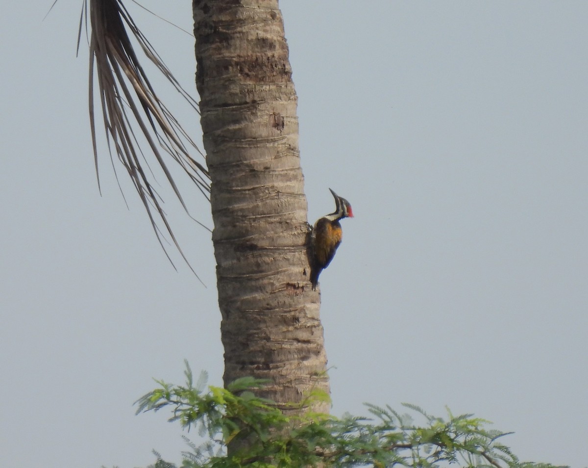 Black-rumped Flameback - ML620444911