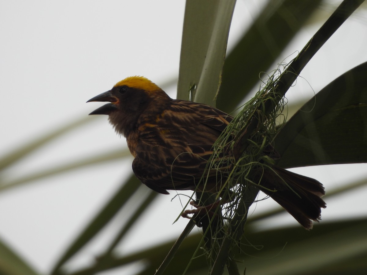 Streaked Weaver - ML620444913