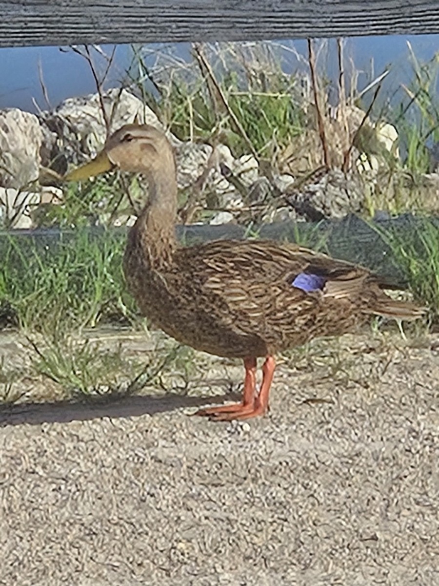 Mottled Duck (Florida) - ML620444921