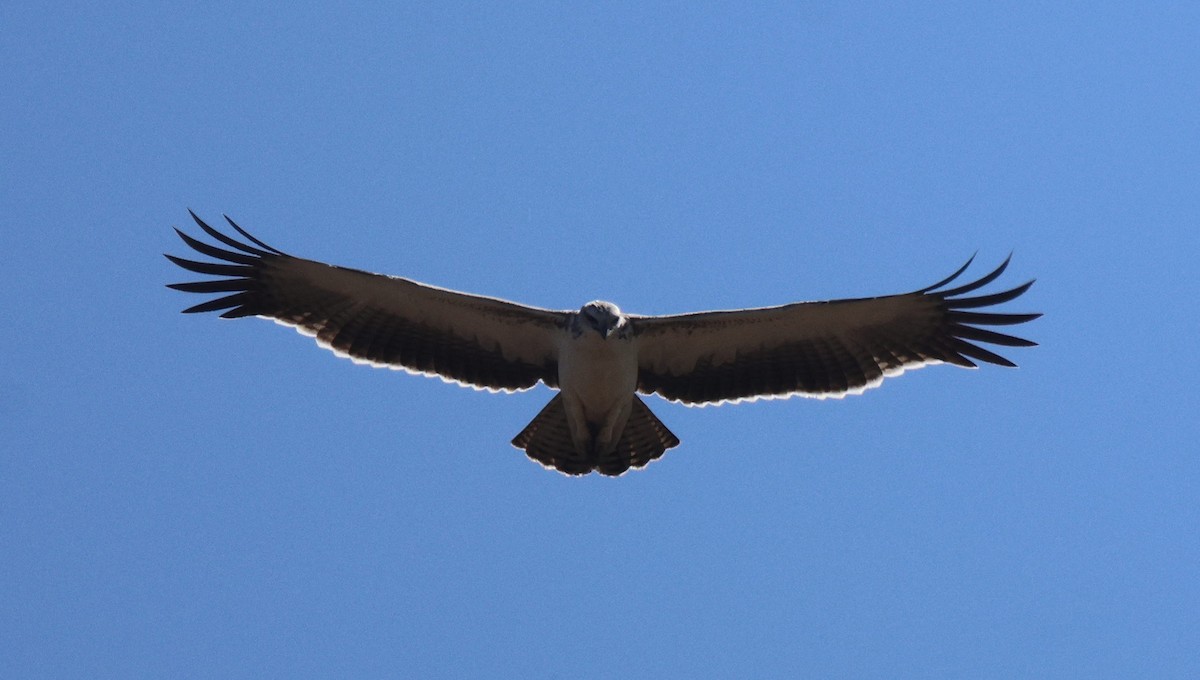 Martial Eagle - Frank Willems - Birding Zambia