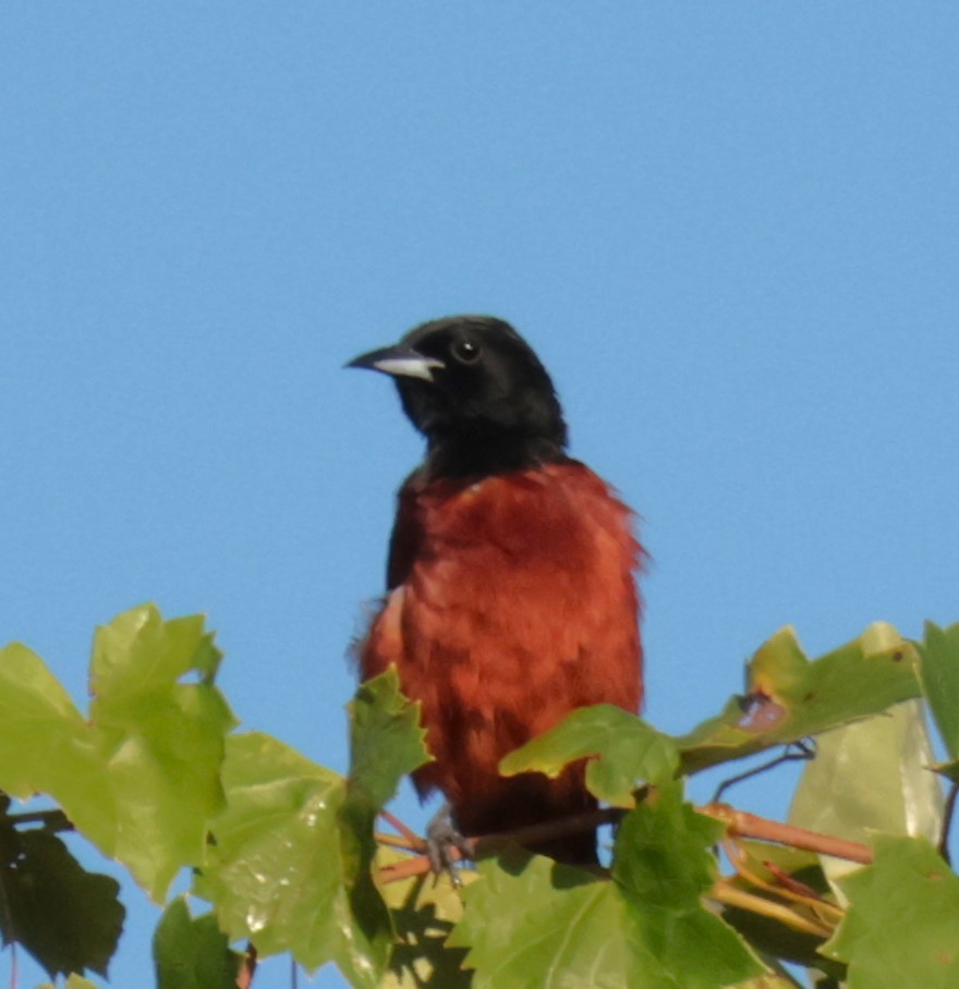Orchard Oriole - ML620444926