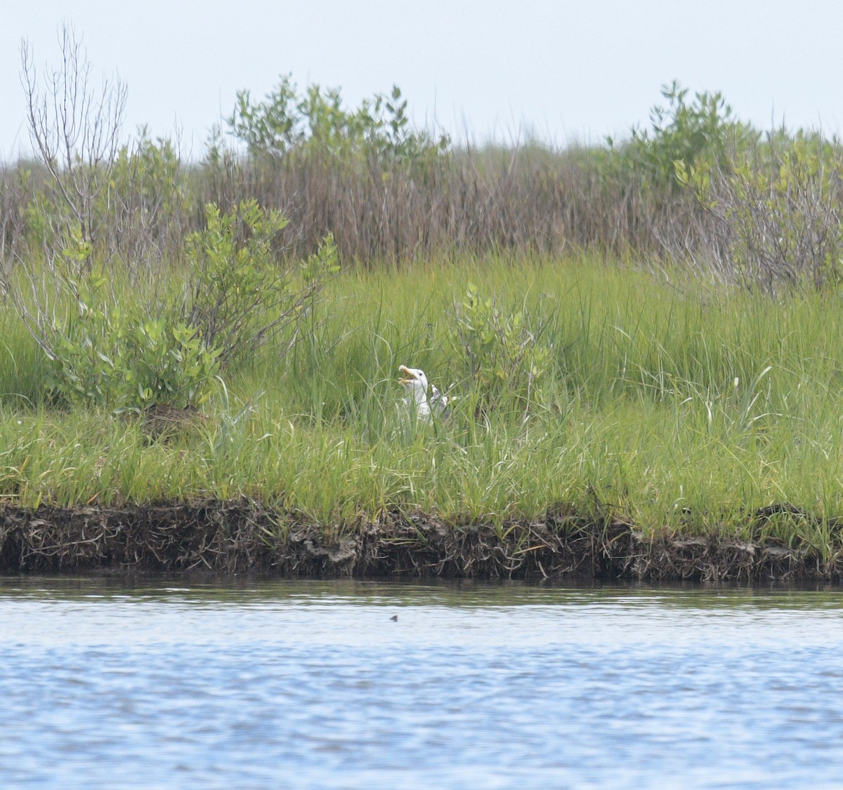 Great Black-backed Gull - ML620444928