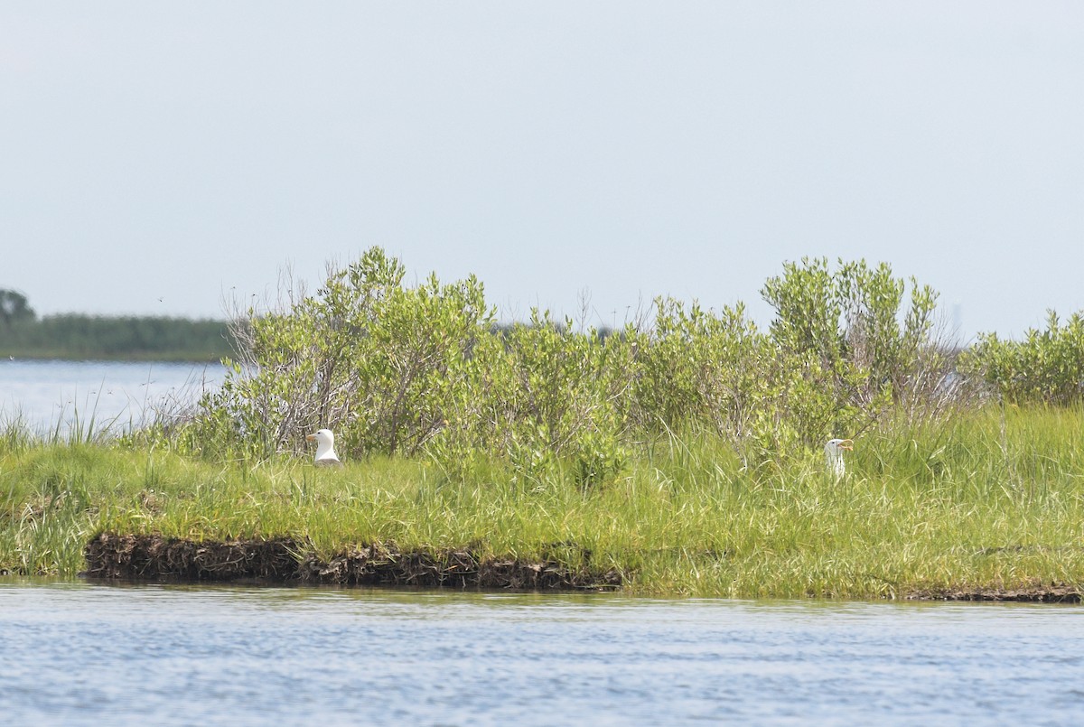 Great Black-backed Gull - ML620444930