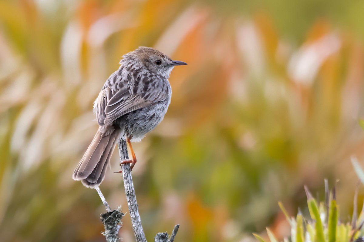 Red-headed Cisticola - ML620444941