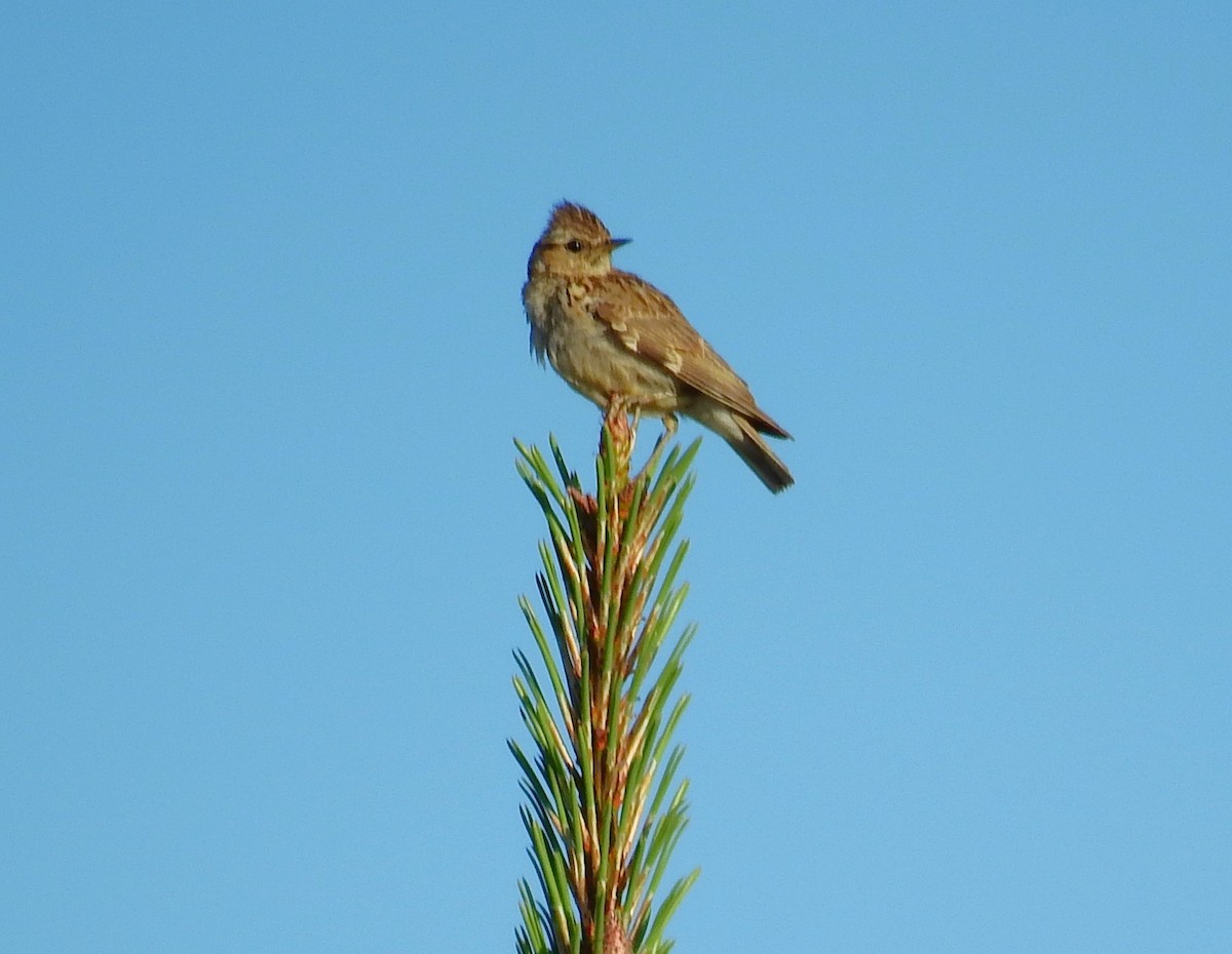 Wood Lark - Fernando T Rico