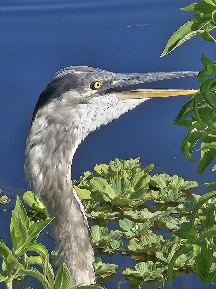 Great Blue Heron - ML620444948