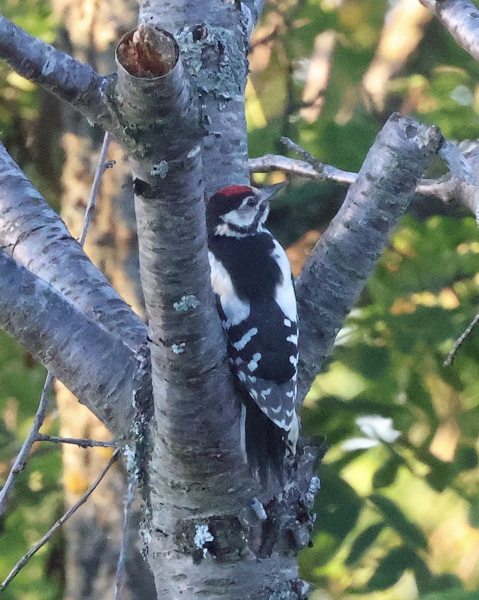 Great Spotted Woodpecker - ML620444949