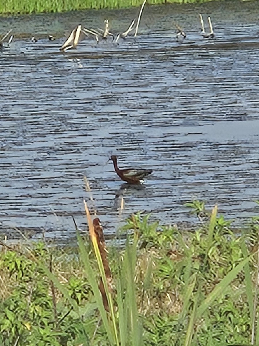 Glossy Ibis - ML620444950